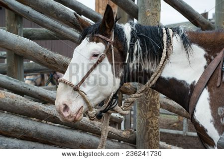 Paint Horse Saddled Up At Corral With Hackamore, Saddle, Bridle And Ready To Ride