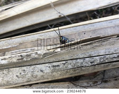 Black Grasshopper On Brown Dead Palm Tree Leaf