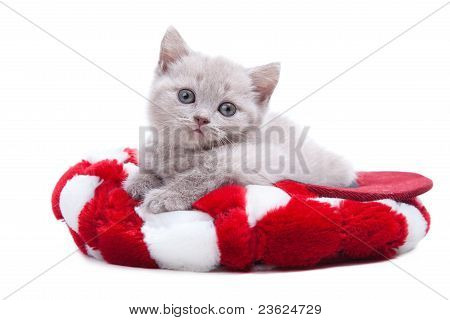 peach color British kitten