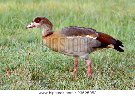 Goose