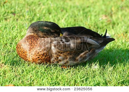 Duck
