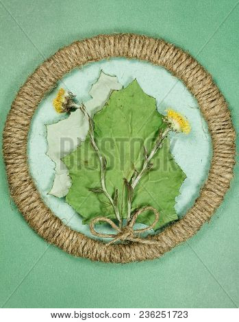 Herbarium. Coltsfoot, Foalfoot. Dry Plants In Framework Made Of Jute Thread. Scrapbooking. Dried Flo