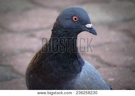 Front View Of The Face Of Rock Pigeon.rock Pigeons Crowd Streets And Public Squares, Living On Disca