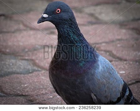 Front View Of The Face Of Rock Pigeon.rock Pigeons Crowd Streets And Public Squares, Living On Disca
