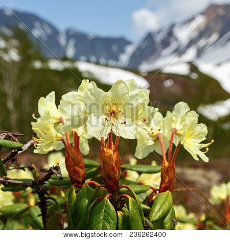 Spring Flora Of Kamchatka Peninsula: Beautiful Golden Flower Rhododendron Aureum On Background Of Mo