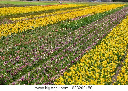Photo Picture Of Calla Flower Colored Garden Field Cultivation