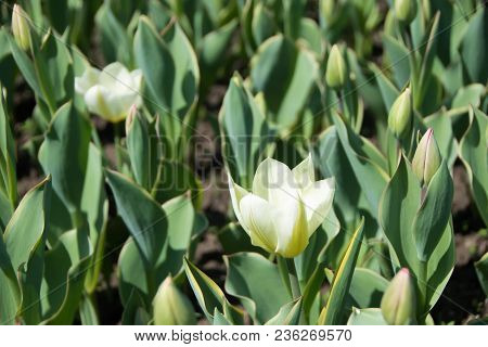 Tulip In The Garden Of The City Park