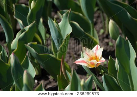 Tulip In The Garden Of The City Park