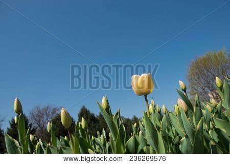 Tulip In The Garden Of The City Park