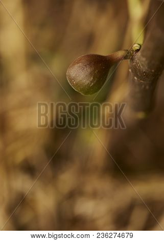 Fig On The Branch