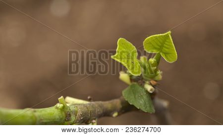 Fig On The Branch