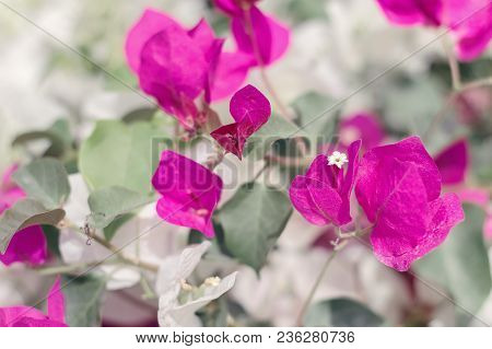 Purple Bougainvillea Flowers. Paperflower. Blooming Flowers And Green Leaves. Spring Season