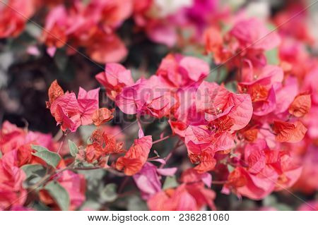 Bougainvillea Flowers Of Bright Red Color. Blooming Bougainvillea Bush. Background With Exotic Flowe