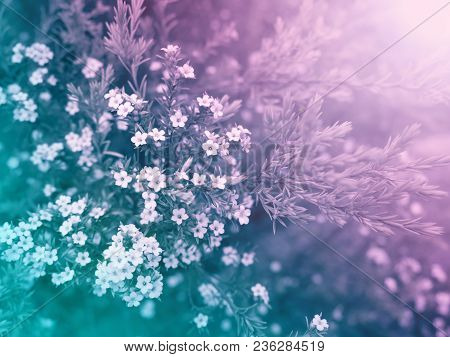 Beautiful Small White Diosma Flowers On The Colorful Blurred Background. Floral Desktop.toned Image.