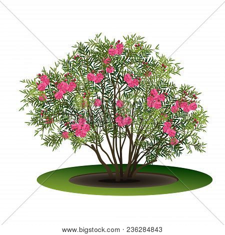 Bush Nerium Oleander With Pink Flowers And Shadow On White Background
