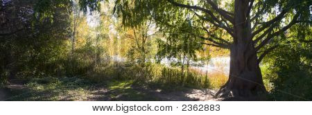Grande albero sulla riva del lago
