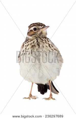Wood Lark (Lullula arborea) isolated on a white background