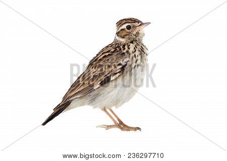 Wood Lark (lullula Arborea) Isolated On A White Background