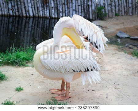 White Pelican Cleans Up Feather Wings With Big Yellow Neb