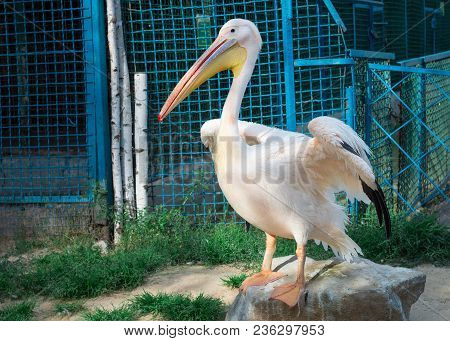White Pelican With Big Yellow Peak Neb Cleans Up Wing