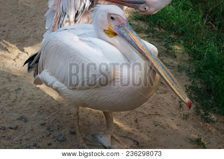 White Pelican With Big Yellow Peak Neb Stands In Zoo