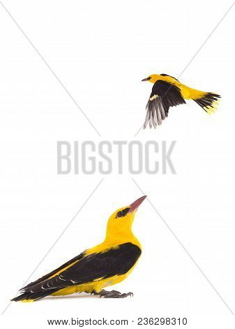 Eurasian Golden Oriole (oriolus Oriolus)