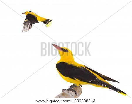 Eurasian Golden Oriole (oriolus Oriolus)