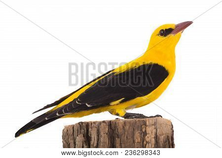 Eurasian Golden Oriole (oriolus Oriolus)
