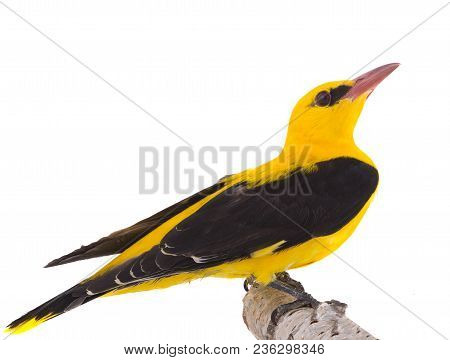 Eurasian Golden Oriole (oriolus Oriolus)