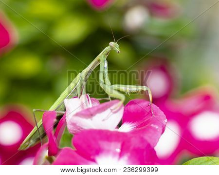 Green Praying Mantis, Mantis Religiosa, Sitting On A Vinca Flower, Waiting For Insects To Catch Them