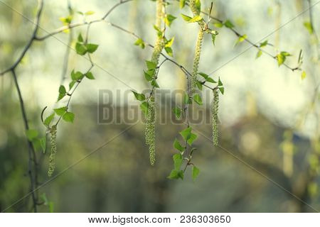 Inflorescence Of Blossoming Birch Closeup On A Spring Day. Beginning Of New Life. Birch Catkins With