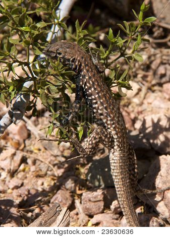 Whiptail firben