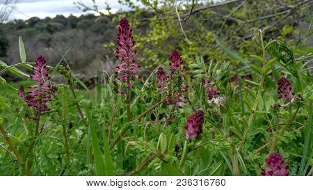 Orobanche Purple. Small Parasitic Plants Of Orobancaceae.