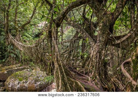 Living roots bridge near Nongriat village, Cherrapunjee, Meghalaya, India. This bridge is formed by training tree roots over years to knit together.