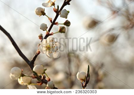Spring flowers tree branch Nature background Nature flower background flower Nature background Nature flower macro flower sunset flower Nature flower Nature background flower Nature flower Nature background White flower Nature flower Nature background.