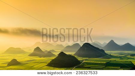 Yellow Rapeseed Flower Field In Spring, China