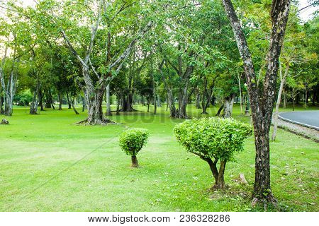 Most Of Frest And Good Fellinf Clam In Green Tree