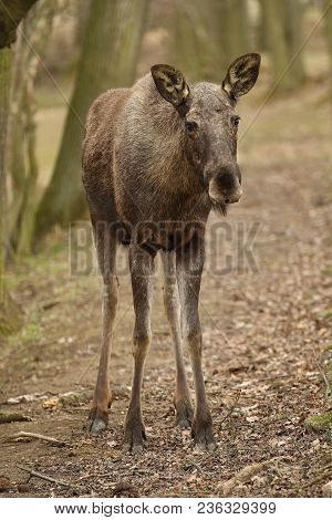 Eurasian Elk In The Nature Looking Habitat During Autumn Time. Moose In The Chilly Morning Weather I