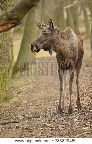 Eurasian Elk In The Nature Looking Habitat During Autumn Time. Moose In The Chilly Morning Weather I