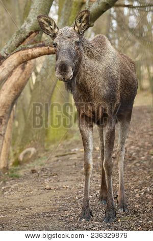 Eurasian Elk In The Nature Looking Habitat During Autumn Time. Moose In The Chilly Morning Weather I