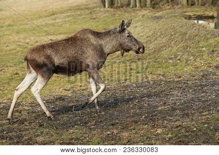 Eurasian Elk In The Nature Looking Habitat During Autumn Time. Moose In The Chilly Morning Weather I