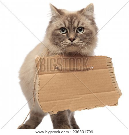 hungry grey cat with adorable eyes begging while wearing an empt sign around its neck, walking on a white background