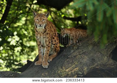 Euroasian Lynx In The Bavarian National Park In Eastern Germany, European Wild Cats, Animals In Euro