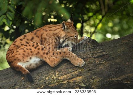 Euroasian Lynx In The Bavarian National Park In Eastern Germany, European Wild Cats, Animals In Euro