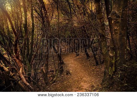 Anaga Laurel Forest In Tenerife Spain Canary Islands