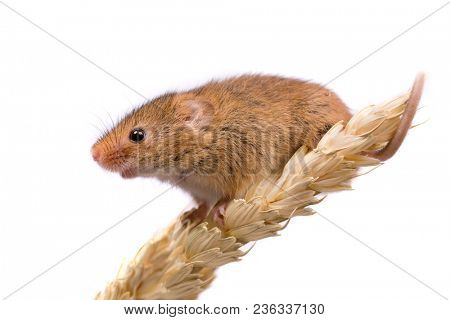 Micromys minutus or Harvest Mouse in wheat field