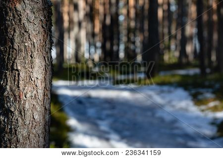 Pine Forest In Close-up And Place For Text