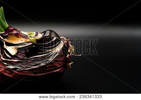 Sapling Of Onion Shallot Growing As New Life, Organic Agriculture In Nature Concept - Isolated