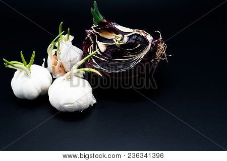 Sapling Of Garlic And Onion Shallot Growing As New Life, Organic Agriculture In Nature Concept - Iso