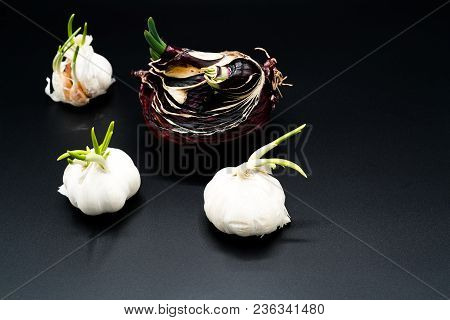 Sapling Of Garlic And Onion Shallot Growing As New Life, Organic Agriculture In Nature Concept - Iso